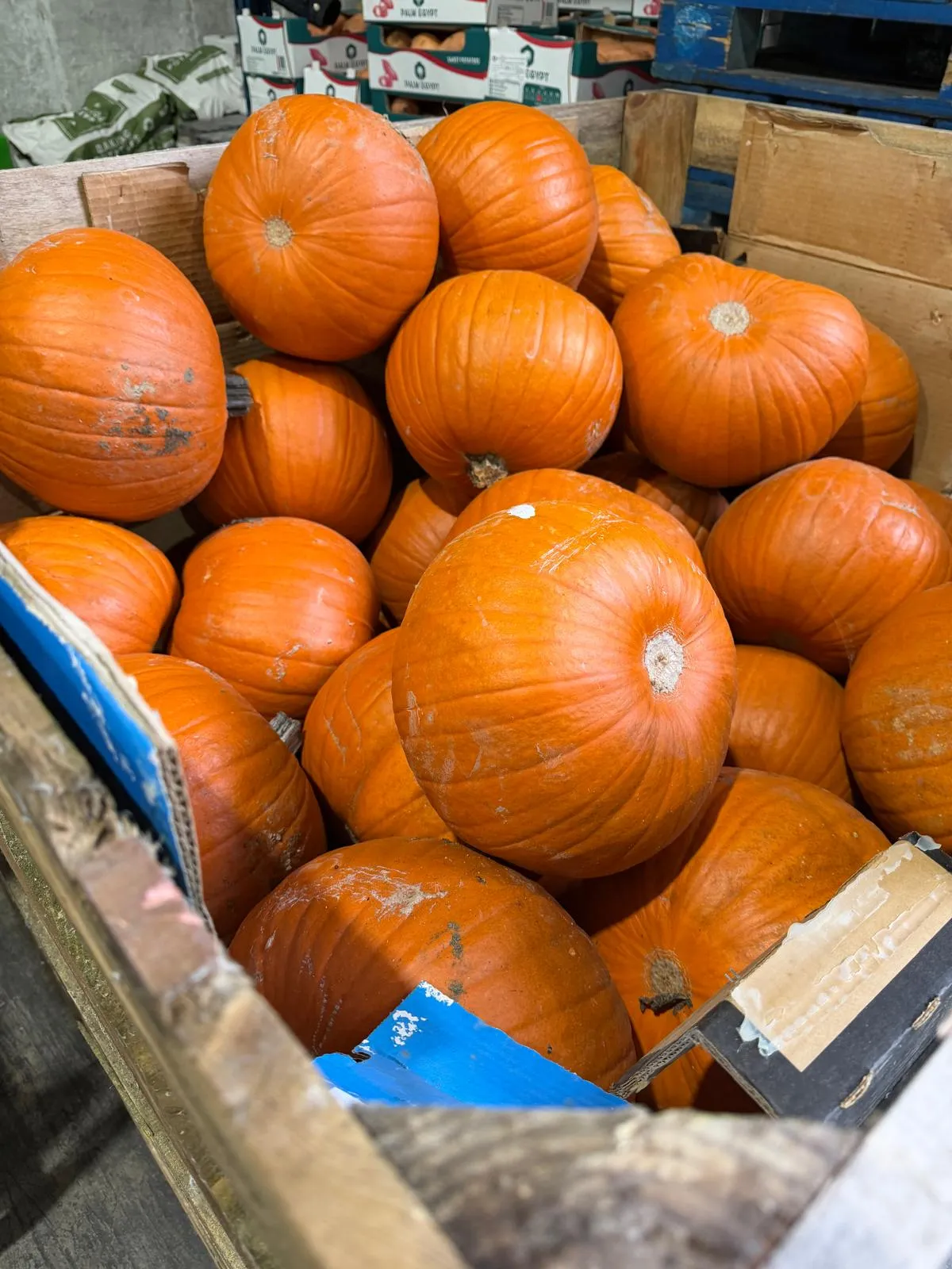 A crate of Irish pumpkins at the Fanfruit depot