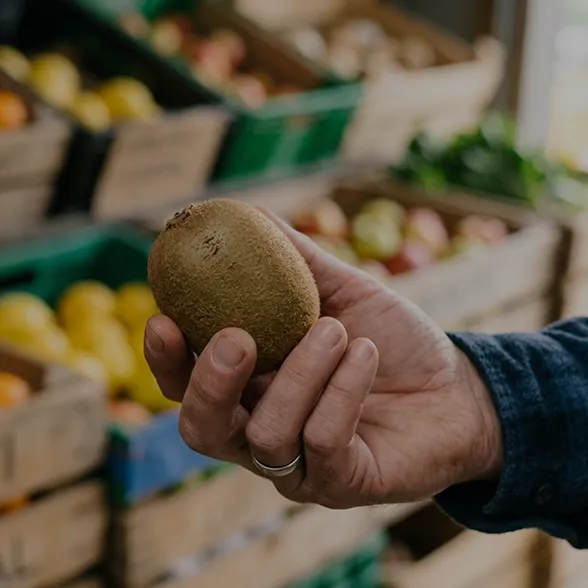 Fanfruit team member checking a kiwi fruit for quality against crates of fresh produce